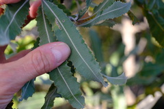 Banksia menziesii
