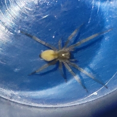 Cheiracanthium mildei