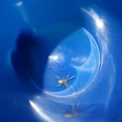 Cheiracanthium mildei