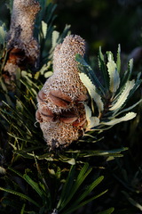 Banksia