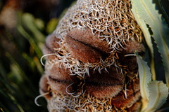 Banksia