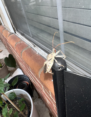 Arilus cristatus