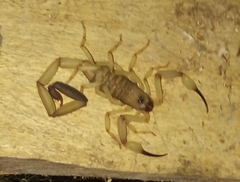Centruroides limbatus