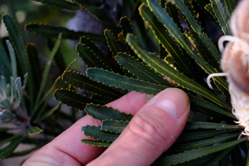 Image of Banksia hookeriana by (c) Peter Crowcroft, some rights reserved (CC BY)