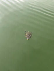 Pseudemys peninsularis