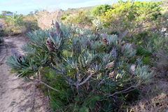 Banksia