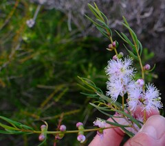 Melaleuca radula