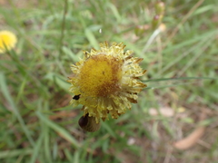 Chrysocephalum apiculatum