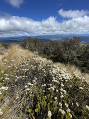 Veronica canterburiensis