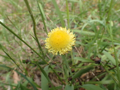 Chrysocephalum apiculatum