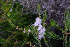 Melaleuca radula