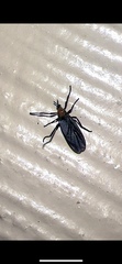 Plecia nearctica