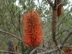 Banksia collina