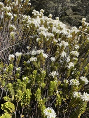 Veronica canterburiensis