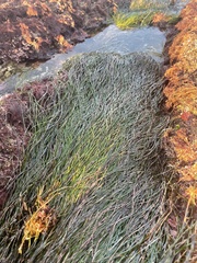 Phyllospadix scouleri