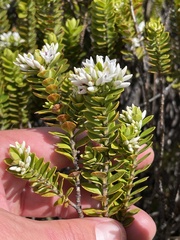 Veronica canterburiensis