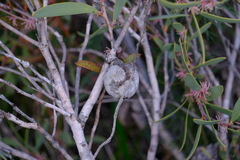 Hakea