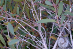 Hakea
