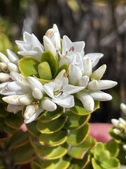 Veronica canterburiensis