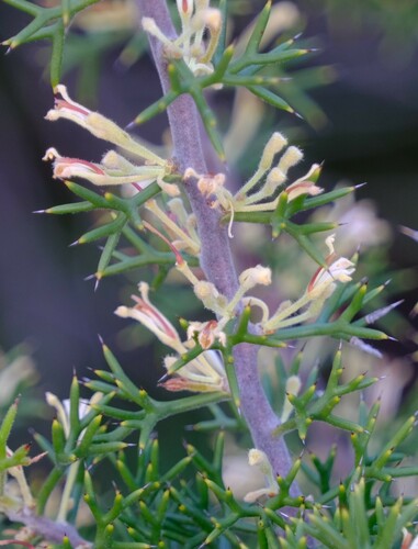 Image of Hakea erinacea by (c) Peter Crowcroft, some rights reserved (CC BY)