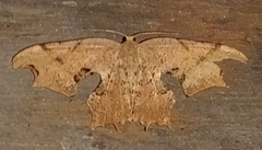 Calledapteryx dryopterata