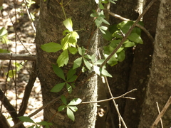 Cissus striata