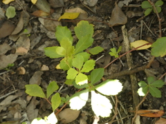 Cissus striata