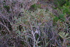 Hakea