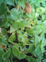 Callisia repens