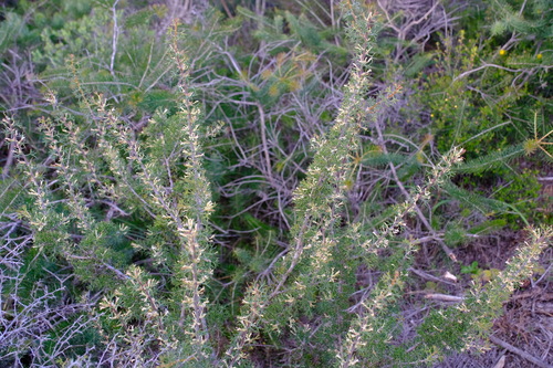 Image of Hakea erinacea by (c) Peter Crowcroft, some rights reserved (CC BY)