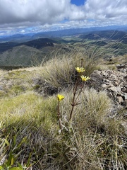 Ranunculus verticillatus