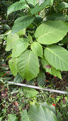 Brugmansia suaveolens