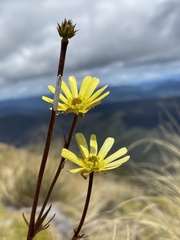 Ranunculus verticillatus
