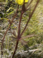 Ranunculus verticillatus