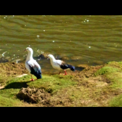 Oressochen melanopterus