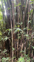 Bambusa vulgaris