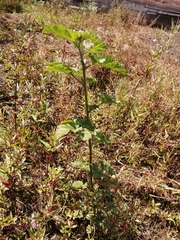 Sida cordifolia