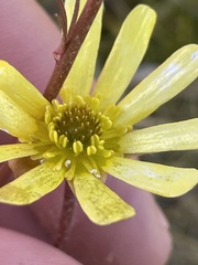 Ranunculus verticillatus
