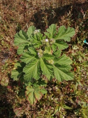 Fuertesimalva limensis