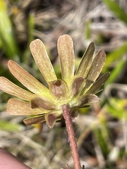 Ranunculus verticillatus