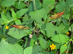 Taeniopoda gutturosa