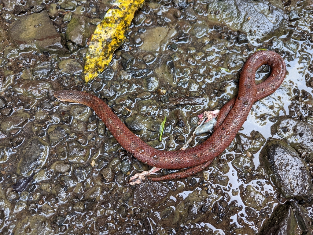 Degenhardt's Scorpion-eating Snake