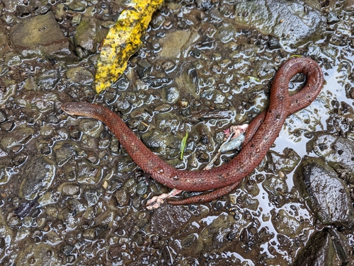 Degenhardt's Scorpion-eating Snake