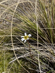 Ranunculus verticillatus
