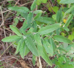 Croton glandulosus