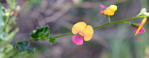 Image of Chorizema cordatum by (c) Peter Crowcroft, some rights reserved (CC BY)