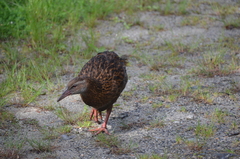 Gallirallus australis australis