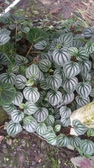 Peperomia argyreia