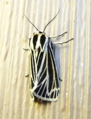 Apantesis virguncula