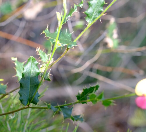 Image of Chorizema cordatum by (c) Peter Crowcroft, some rights reserved (CC BY)